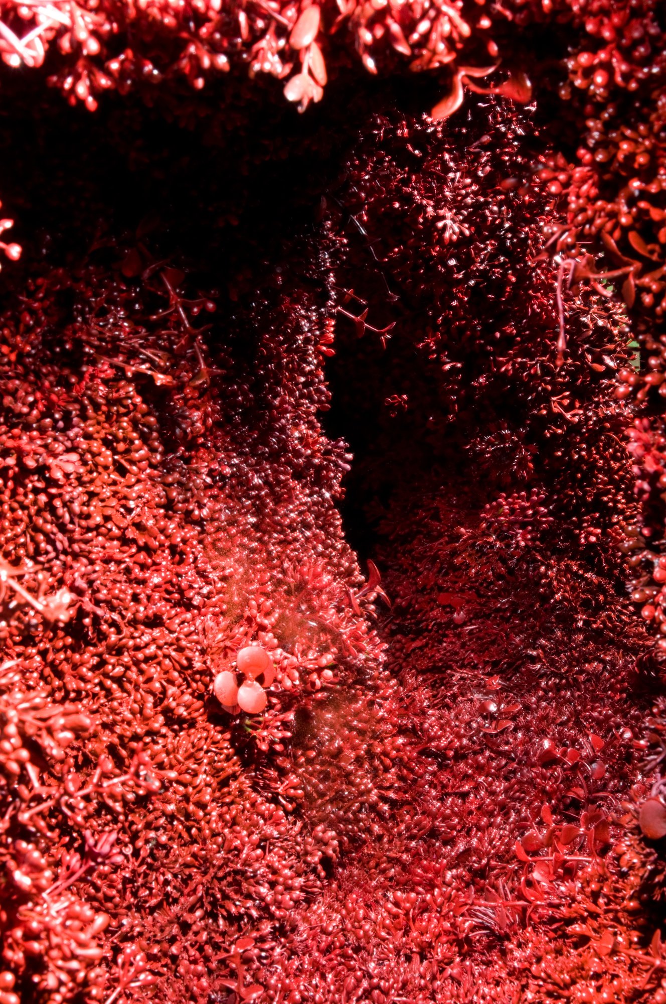 Porta atrop 1